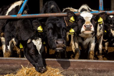 birçok inek besleme büyük cowshed