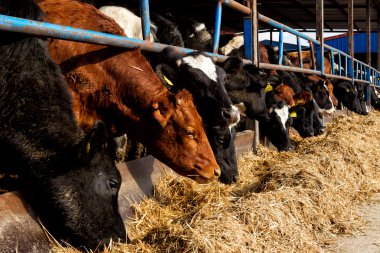 birçok inek besleme büyük cowshed