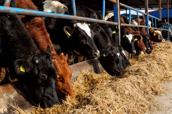 Many cows feeding in large cowshed — Stock Photo, Image