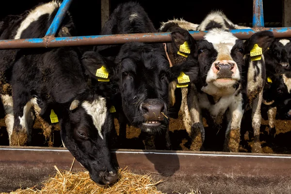 Many cows feeding in large cowshed — Stock Photo, Image