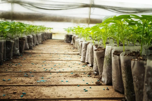 Small pepper plants in a greenhouse for transplanting — Stock Photo, Image