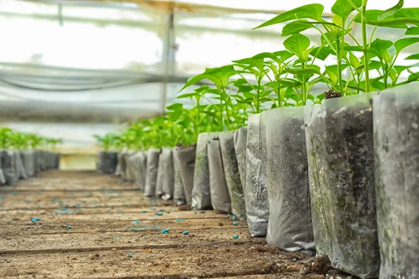 Small pepper plants in a greenhouse for transplanting — Stock Photo, Image