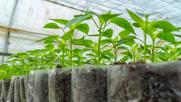 Small pepper plants in a greenhouse for transplanting — Stock Photo, Image