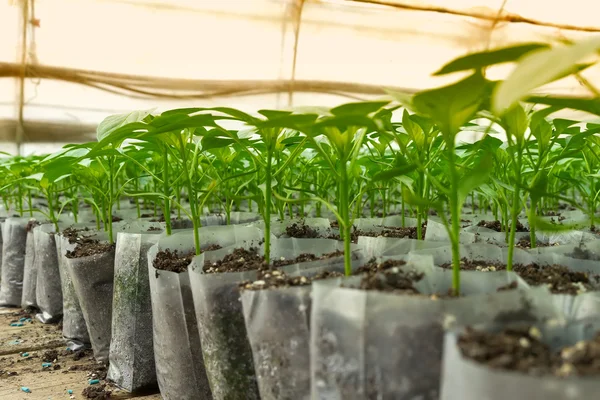 Pequeñas plantas de pimienta en un invernadero para trasplante — Foto de Stock