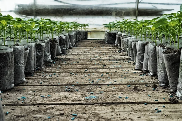 Kleine Paprikapflanzen in einem Gewächshaus zum Umpflanzen — Stockfoto