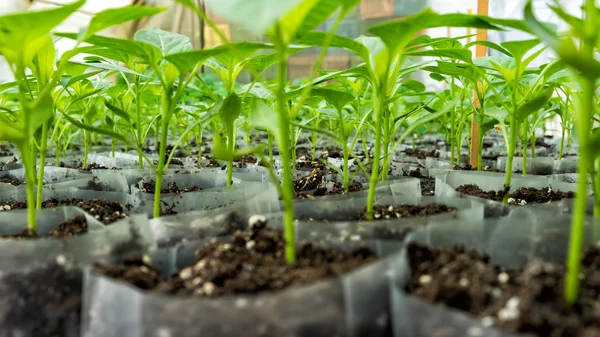 Small pepper plants in a greenhouse for transplanting — Stock Photo, Image