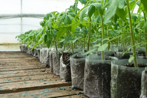 Kleine tomatenplanten in een kas voor transplanteren — Stockfoto