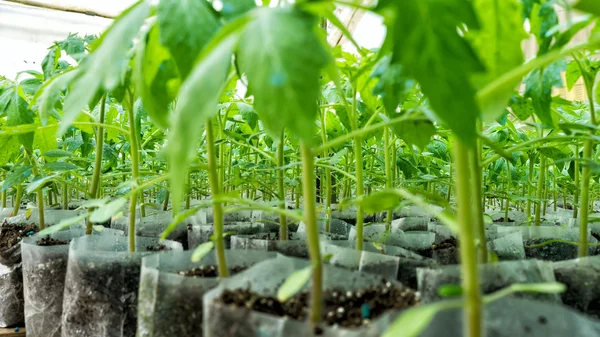Small tomato  plants in a greenhouse for transplanting — Stock Photo, Image