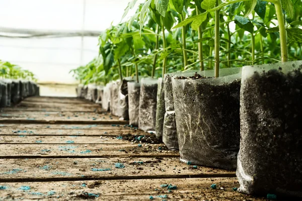 Pequeñas plantas de tomate en un invernadero para trasplante — Foto de Stock