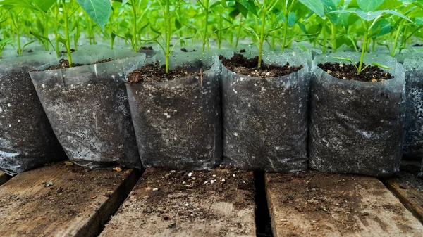 Small pepper plants in a greenhouse for transplanting — Stock Photo, Image