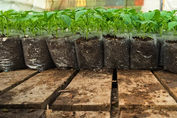 Small pepper plants in a greenhouse for transplanting — Stock Photo, Image