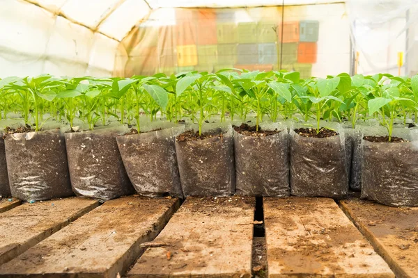 Small pepper plants in a greenhouse for transplanting — Stock Photo, Image