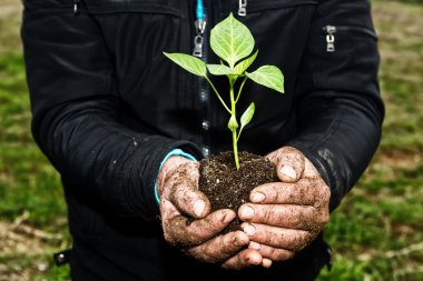 Adam yeşil bir genç bitki tutan eller. Bahar ve ecol sembolü