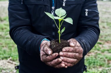 Adam yeşil bir genç bitki tutan eller. Bahar ve ecol sembolü