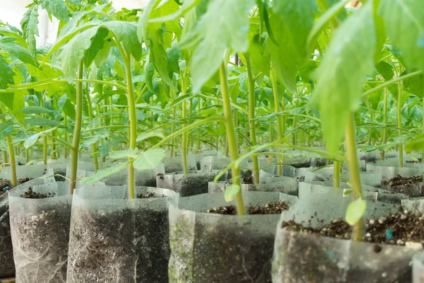 Pequeñas plantas de tomate en un invernadero para trasplante — Foto de Stock