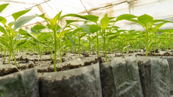Pequeñas plantas de pimienta en un invernadero para trasplante —  Fotos de Stock