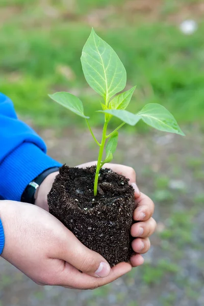Menschenhände halten eine grüne junge Pflanze in der Hand. Symbol für Frühling und Ökologie — Stockfoto