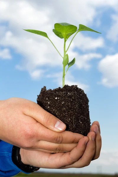 Menschenhände halten eine grüne junge Pflanze in der Hand. Symbol für Frühling und Ökologie — Stockfoto