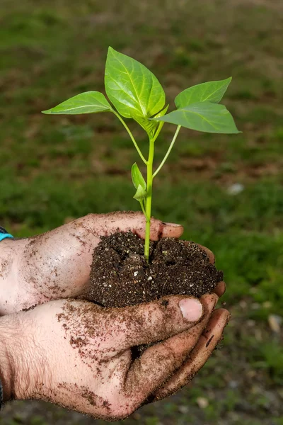 Man handen met een groene jonge plant. Symbool van de lente en ecol — Stockfoto