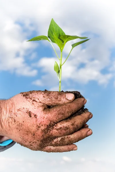 Man hands holding a green young plant. Symbol of spring and ecol — Stock Photo, Image