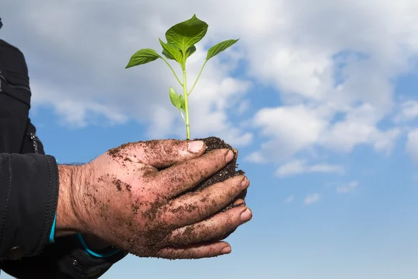 Menschenhände halten eine grüne junge Pflanze in der Hand. Symbol für Frühling und Ökologie — Stockfoto