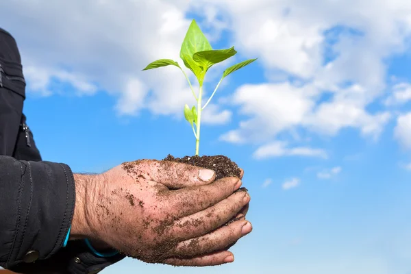 Man handen met een groene jonge plant. Symbool van de lente en ecol — Stockfoto