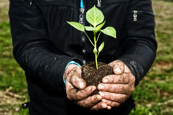 Man hands holding a green young plant. Symbol of spring and ecol — Stock Photo, Image