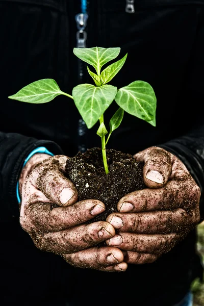 Manos de hombre sosteniendo una planta joven y verde. Símbolo de primavera y ecol — Foto de Stock