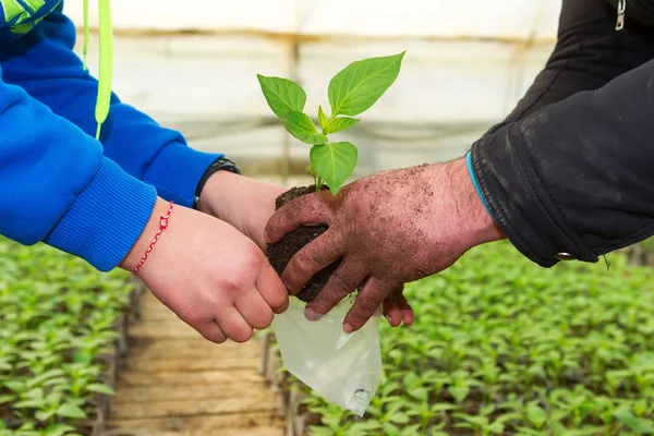 Man handen met een groene jonge peper plant in kas. Symbo — Stockfoto