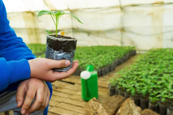 Man hands holding a green young peper plant in greenhouse. Symbo — Stock Photo, Image