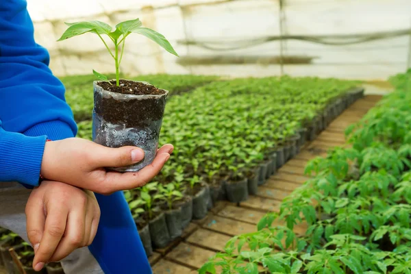 Man hands holding a green young peper plant in greenhouse. Symbo — Stock Photo, Image