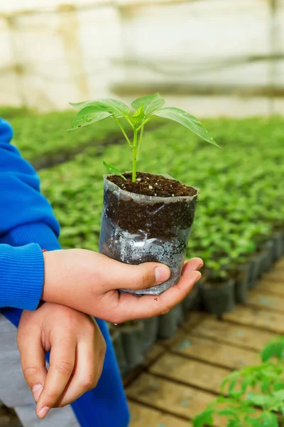 Man hands holding a green young peper plant in greenhouse. Symbo — Stock Photo, Image