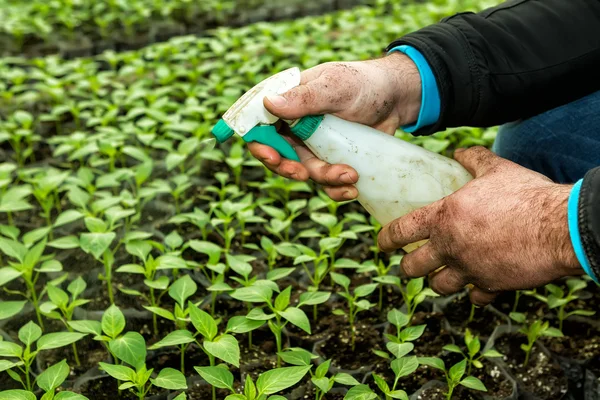 Cerca de las manos de un hombre mientras pulveriza las plantas pequeñas i — Foto de Stock