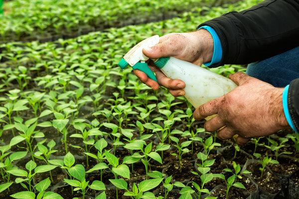 Закрепитесь в руках человека, пока он ухаживает за маленькими растениями.
