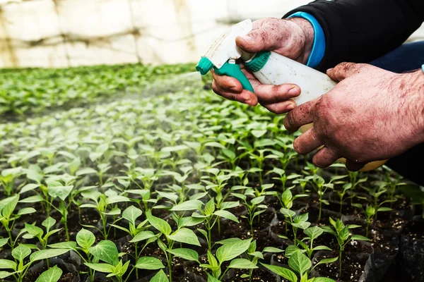 Close up in the hands of a man while spraying the small plants i — Stock Photo, Image