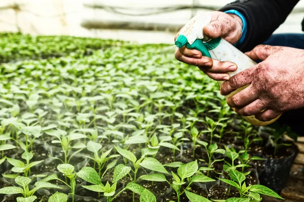 Close up in the hands of a man while spraying the small plants i — Stock Photo, Image