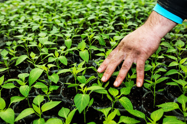 Close up of the hands of a man who treat small pepper plants in
 
