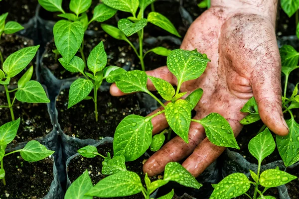 Primer plano de las manos de un hombre que trata pequeñas plantas de pimienta en — Foto de Stock