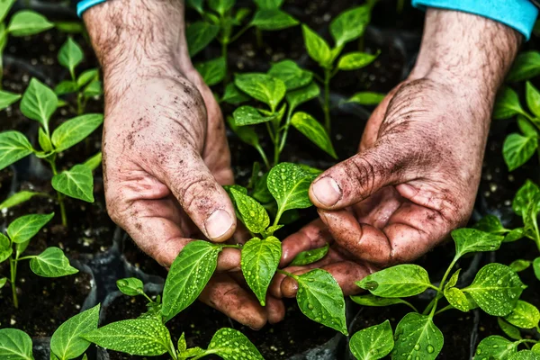 Closeup of the hands of a man who treats small pepper plants in — Stock Photo, Image