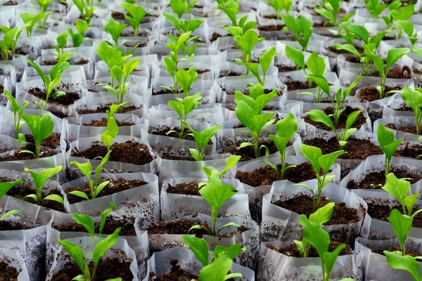 Small pepper plants in a greenhouse for transplanting — Stock Photo, Image