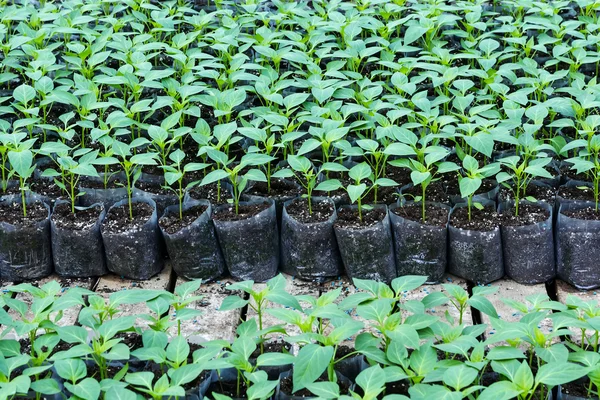 Pequeñas plantas de pimienta en un invernadero para trasplante — Foto de Stock