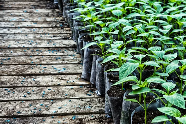 Small pepper plants in a greenhouse for transplanting — Stock Photo, Image