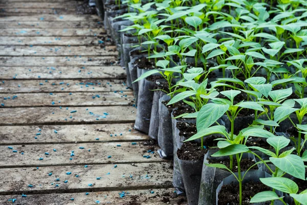 Small pepper plants in a greenhouse for transplanting — Stock Photo, Image