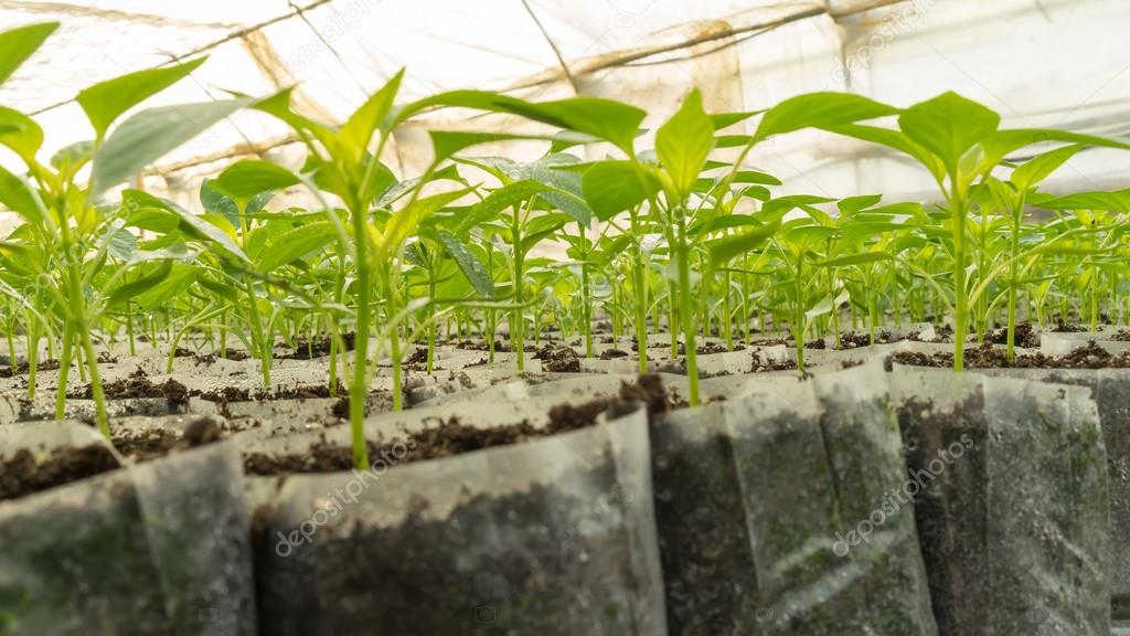 Small pepper plants in a greenhouse for transplanting Stock Photo by