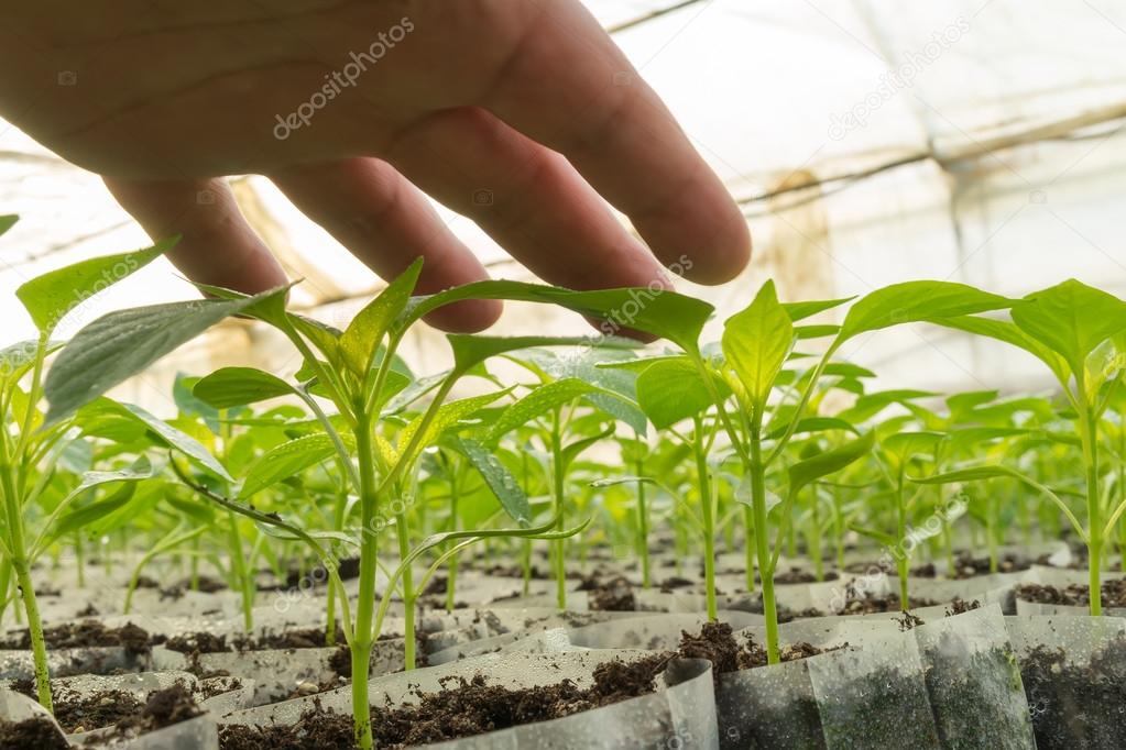 Closeup of the hands of a man who treats small pepper plants in 