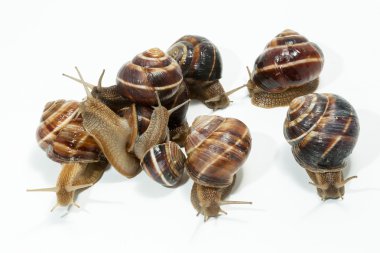 Snail isolated on white background. Close-up view clipart