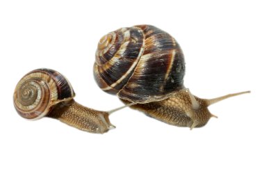 Beyaz arka plan üzerinde izole salyangoz. yakından görmek