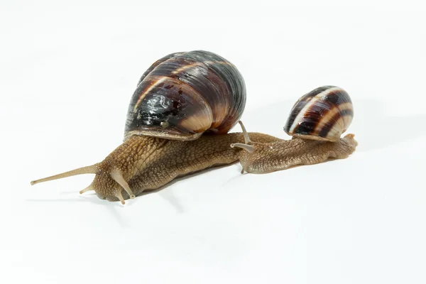 Snail isolated on white background. Close-up view — Stock Photo, Image