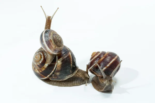 Caracol isolado em fundo branco. Vista de perto — Fotografia de Stock