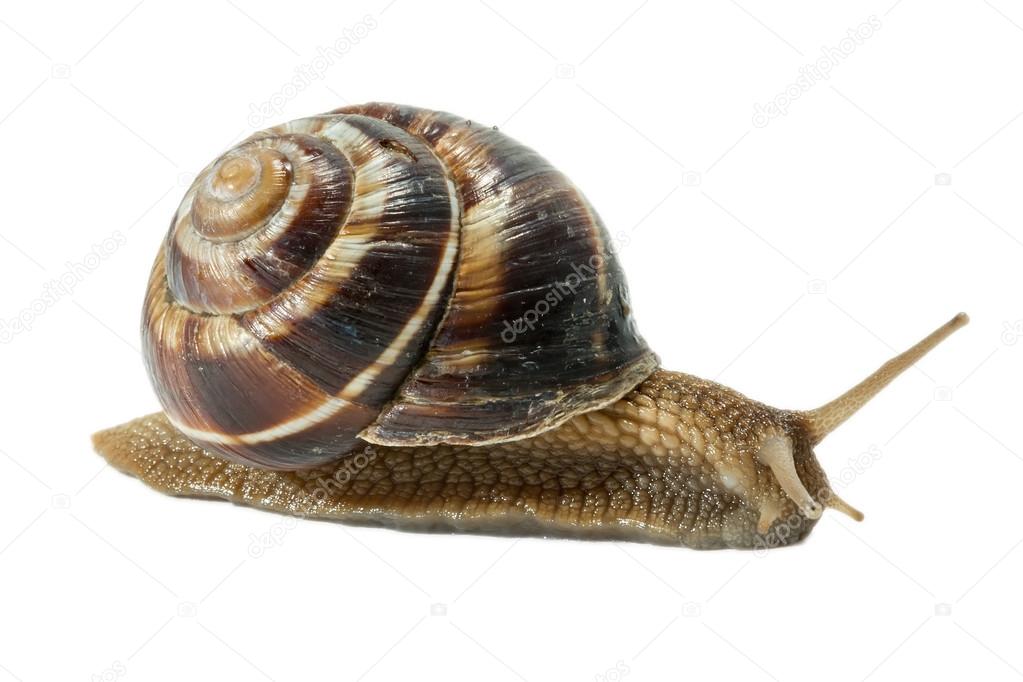 Snail isolated on white background. Close-up view
